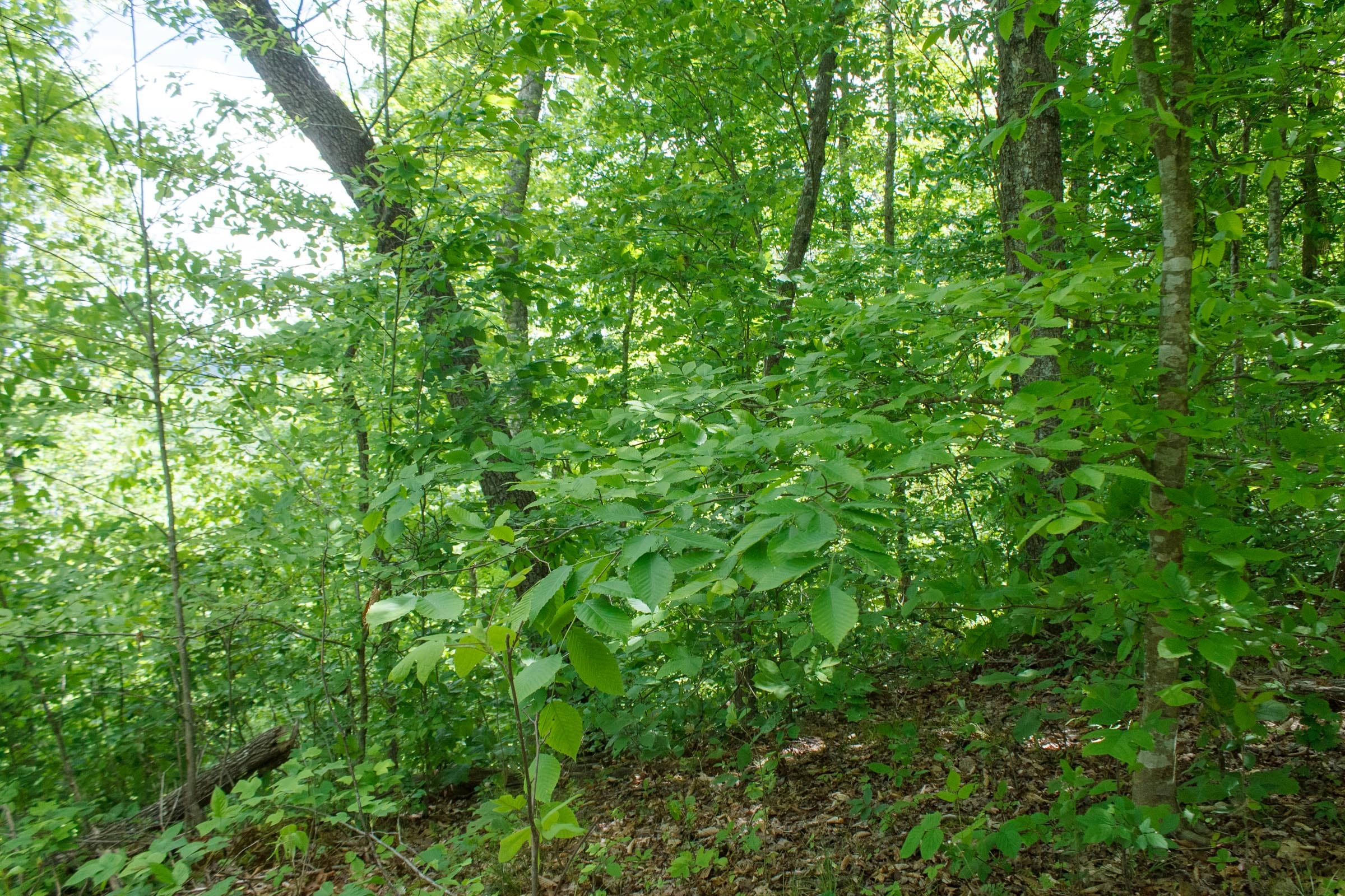 Riverbend Tract 15 photo 6