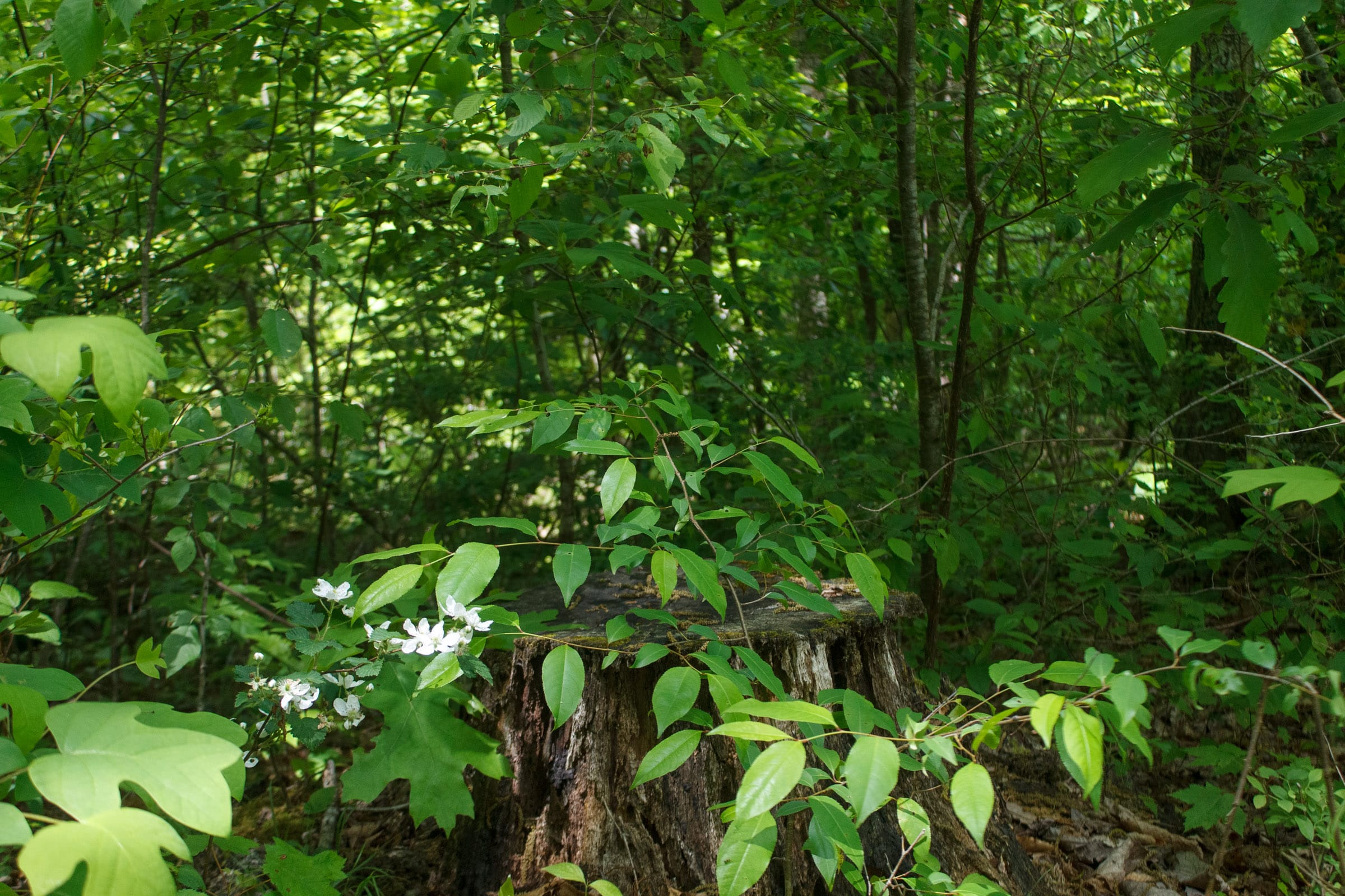 Riverbend Tract 15 photo 7