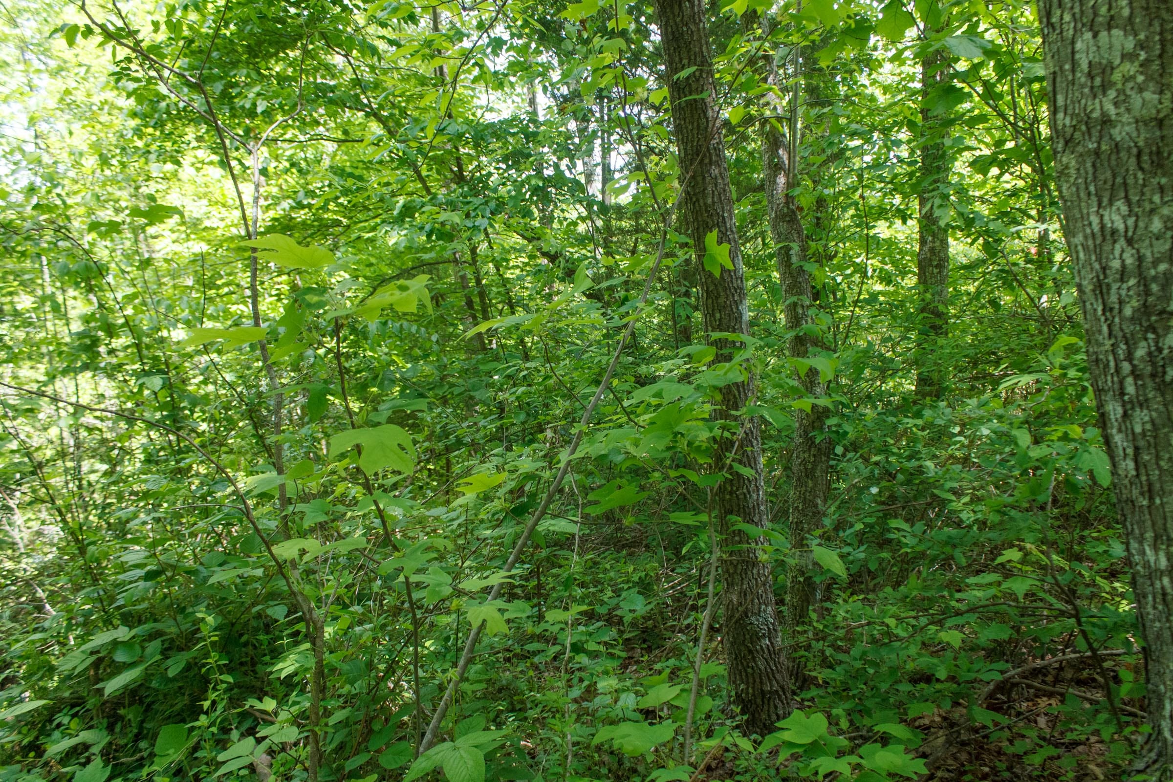 Riverbend Tract 15 photo 8