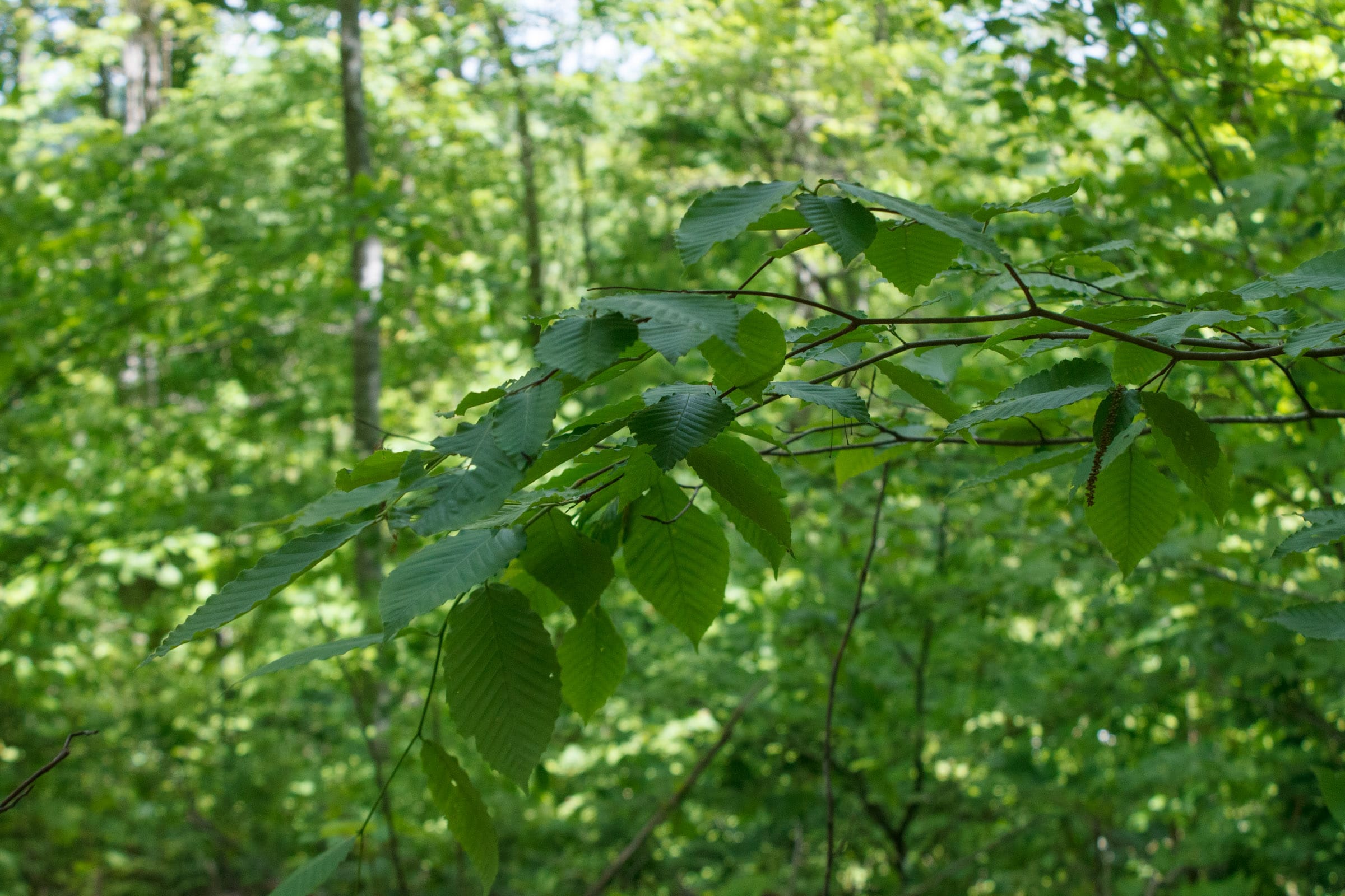 Riverbend Tract 15 photo 9