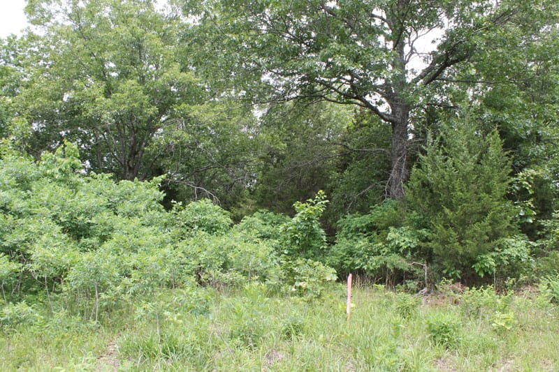 Cedar Ridge Ranch Tract 29 photo 2