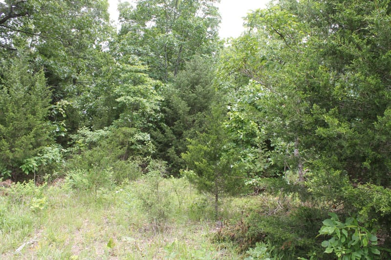 Cedar Ridge Ranch Tract 29 photo 3