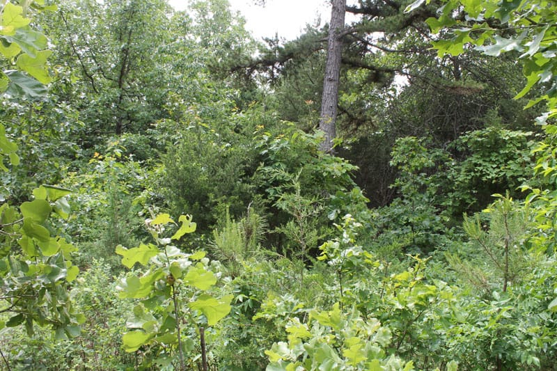 Cedar Ridge Ranch Tract 29 photo 4