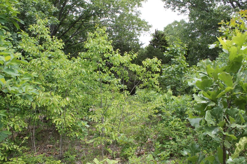 Cedar Ridge Ranch Tract 29 photo 5
