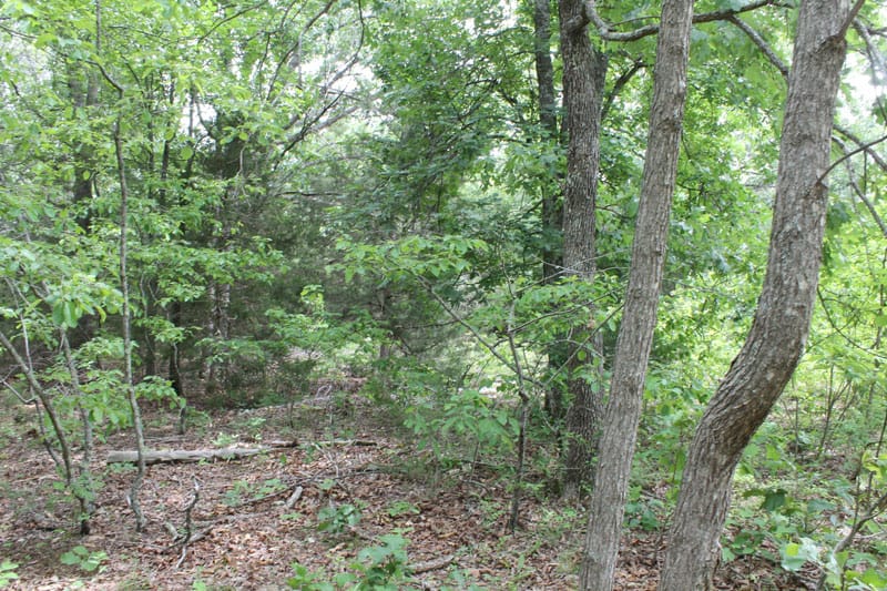 Cedar Ridge Ranch Tract 29 photo 6