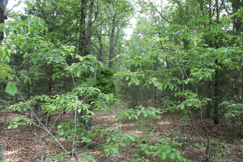 Cedar Ridge Ranch Tract 29 photo 7