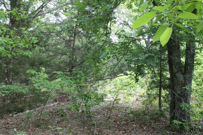 Cedar Ridge Ranch Tract 29 photo 8