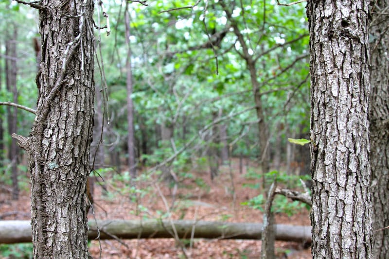 Trophy Ridge Phase II Tract 75 photo 4
