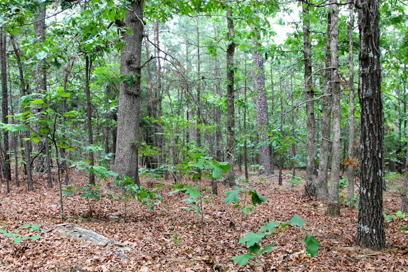 Trophy Ridge Phase II Tract 75 photo 5