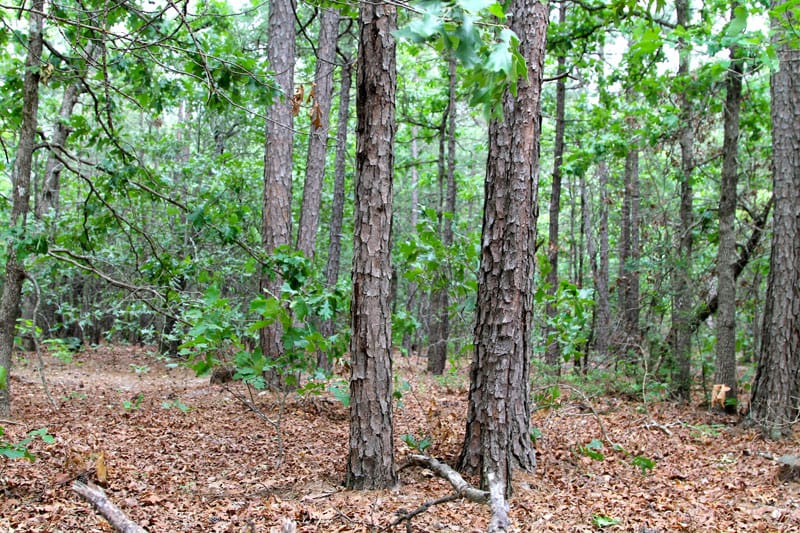 Trophy Ridge Phase II Tract 75 photo 6