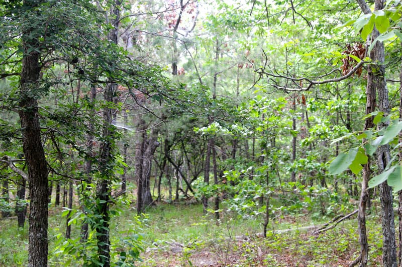 Trophy Ridge Phase II Tract 84 photo 2