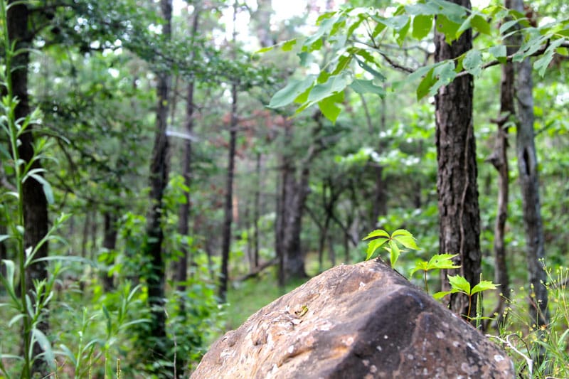 Trophy Ridge Phase II Tract 84 photo 3