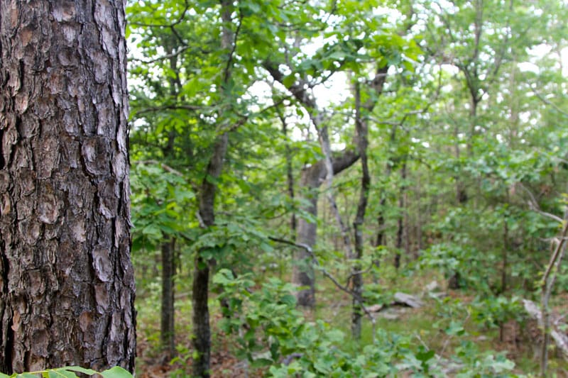 Trophy Ridge Phase II Tract 84 photo 4