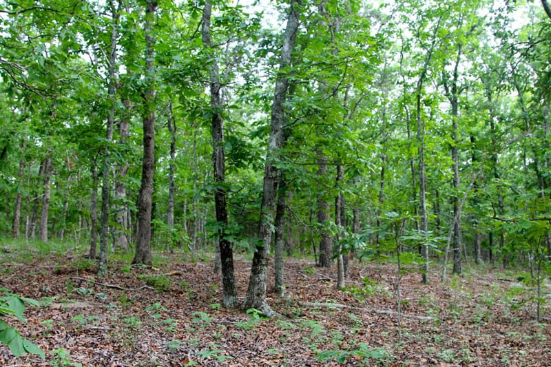 Trophy Ridge Phase II Tract 84 photo 5