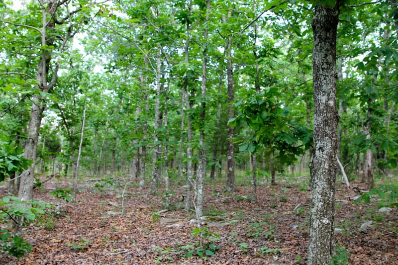 Trophy Ridge Phase II Tract 84 photo 6
