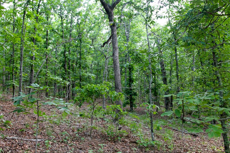 Trophy Ridge Phase II Tract 84 photo 7