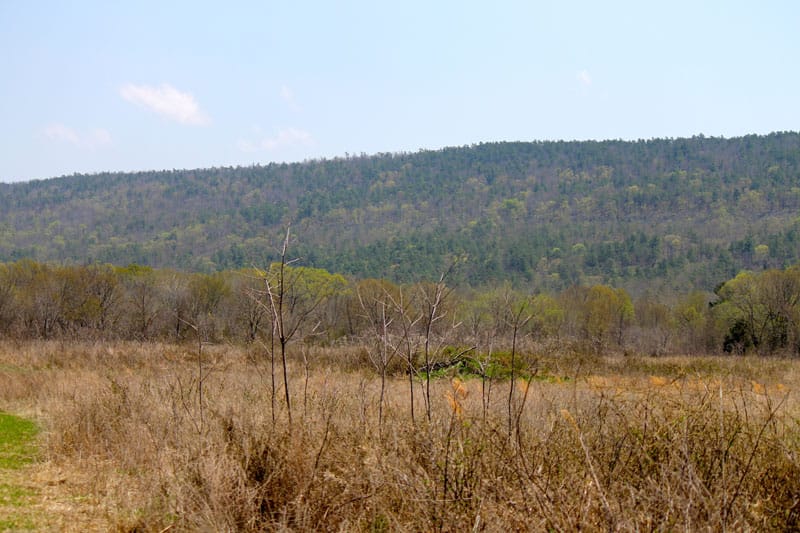 Daisy Meadows Tract 20 photo 8