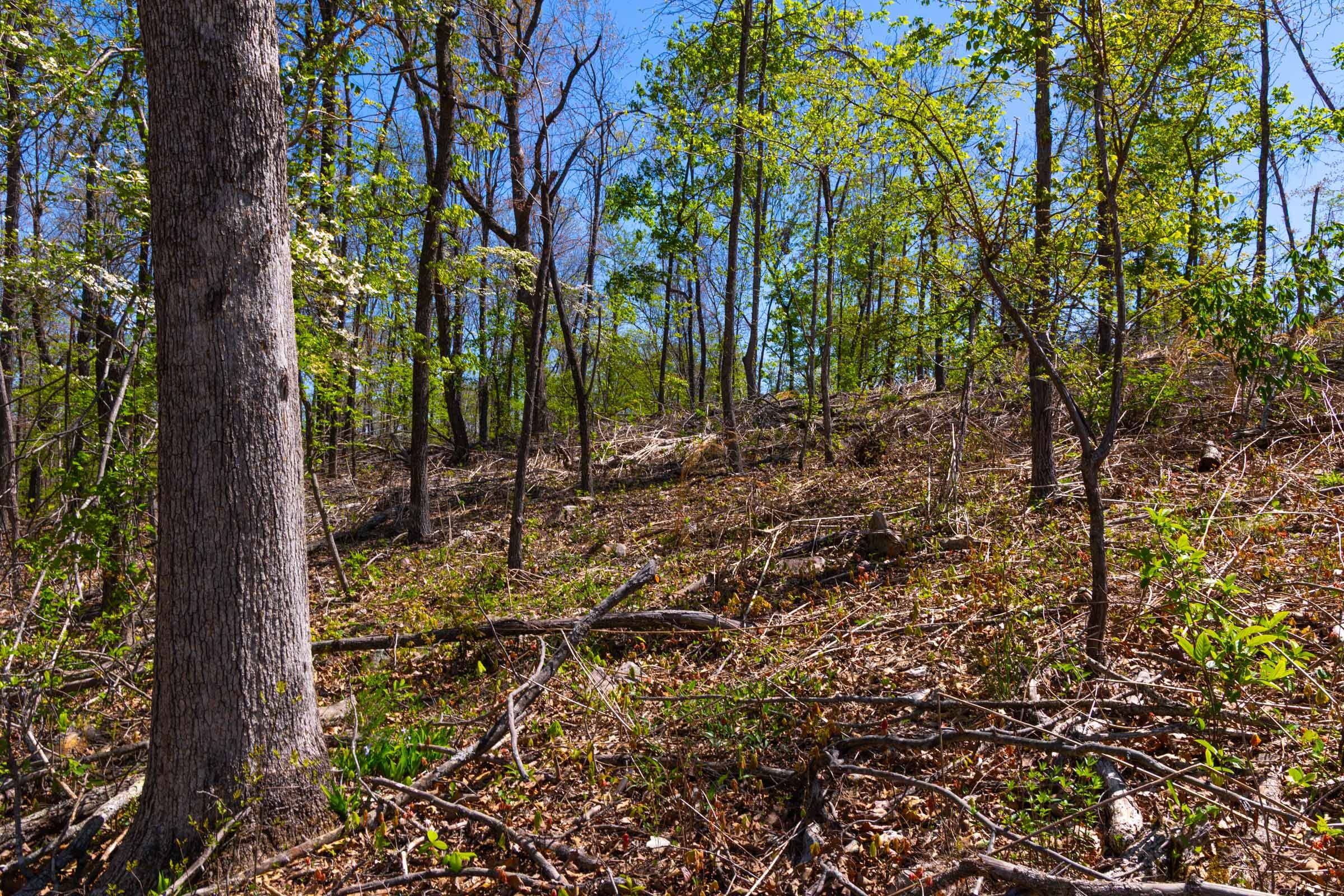 Lazybrook Tract 10 photo 3