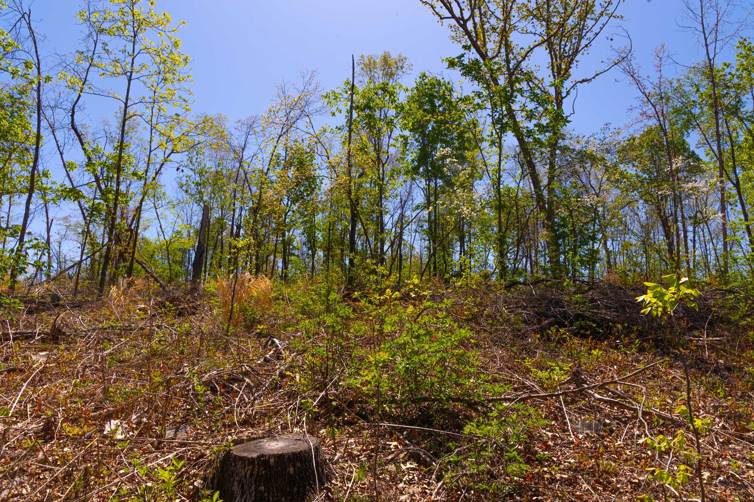 Lazybrook Tract 10 photo 8