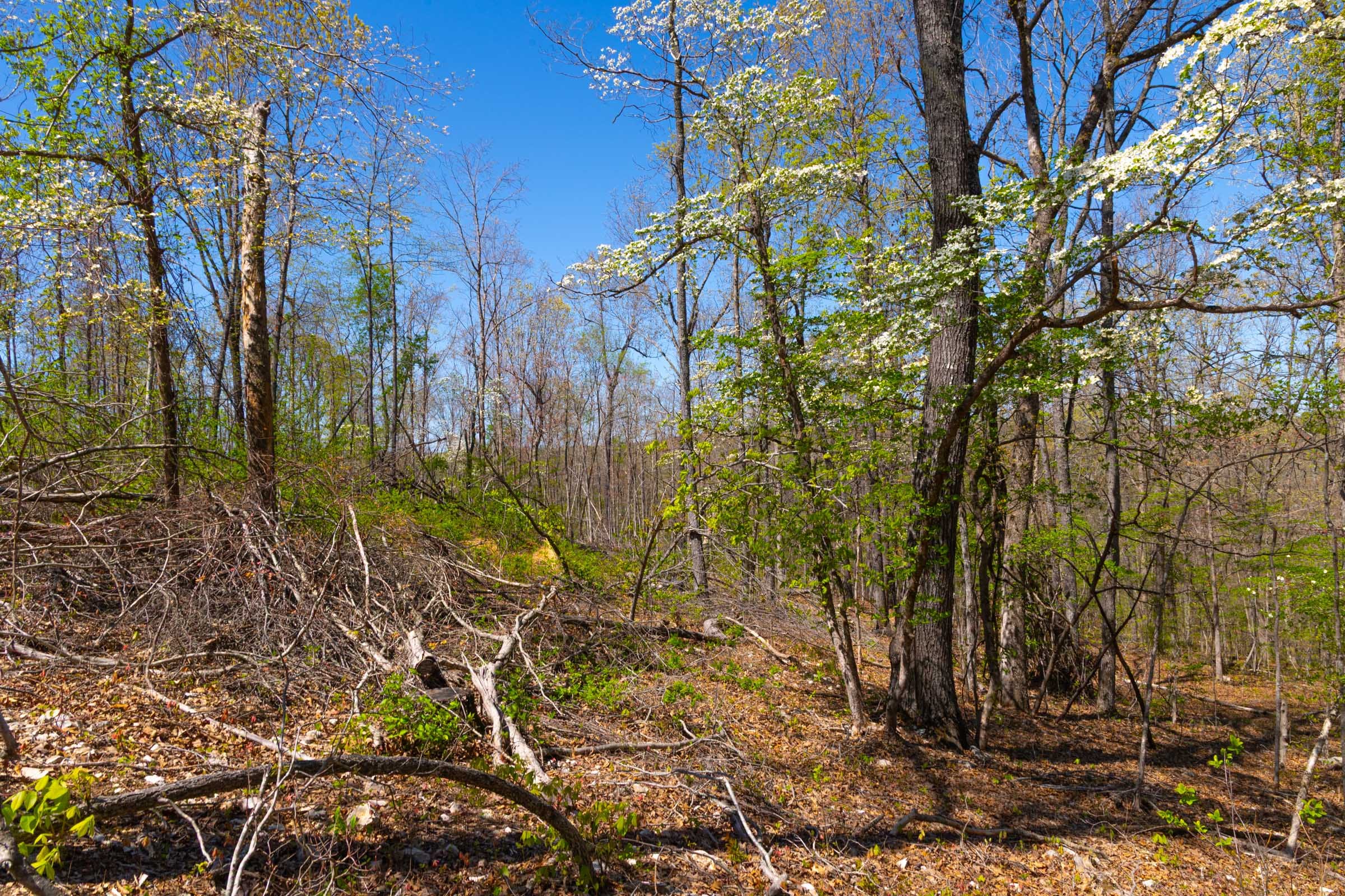 Lazybrook Tract 10 photo 6