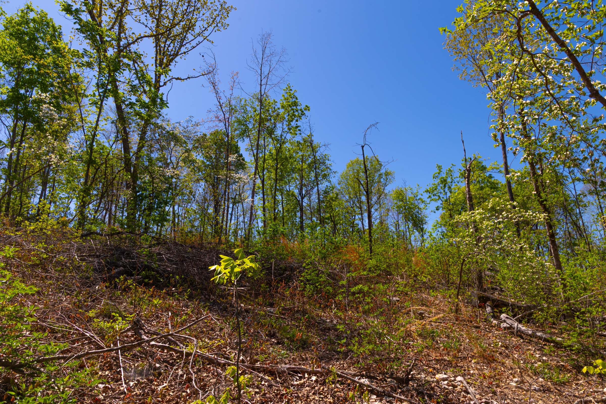 Lazybrook Tract 10 photo 7