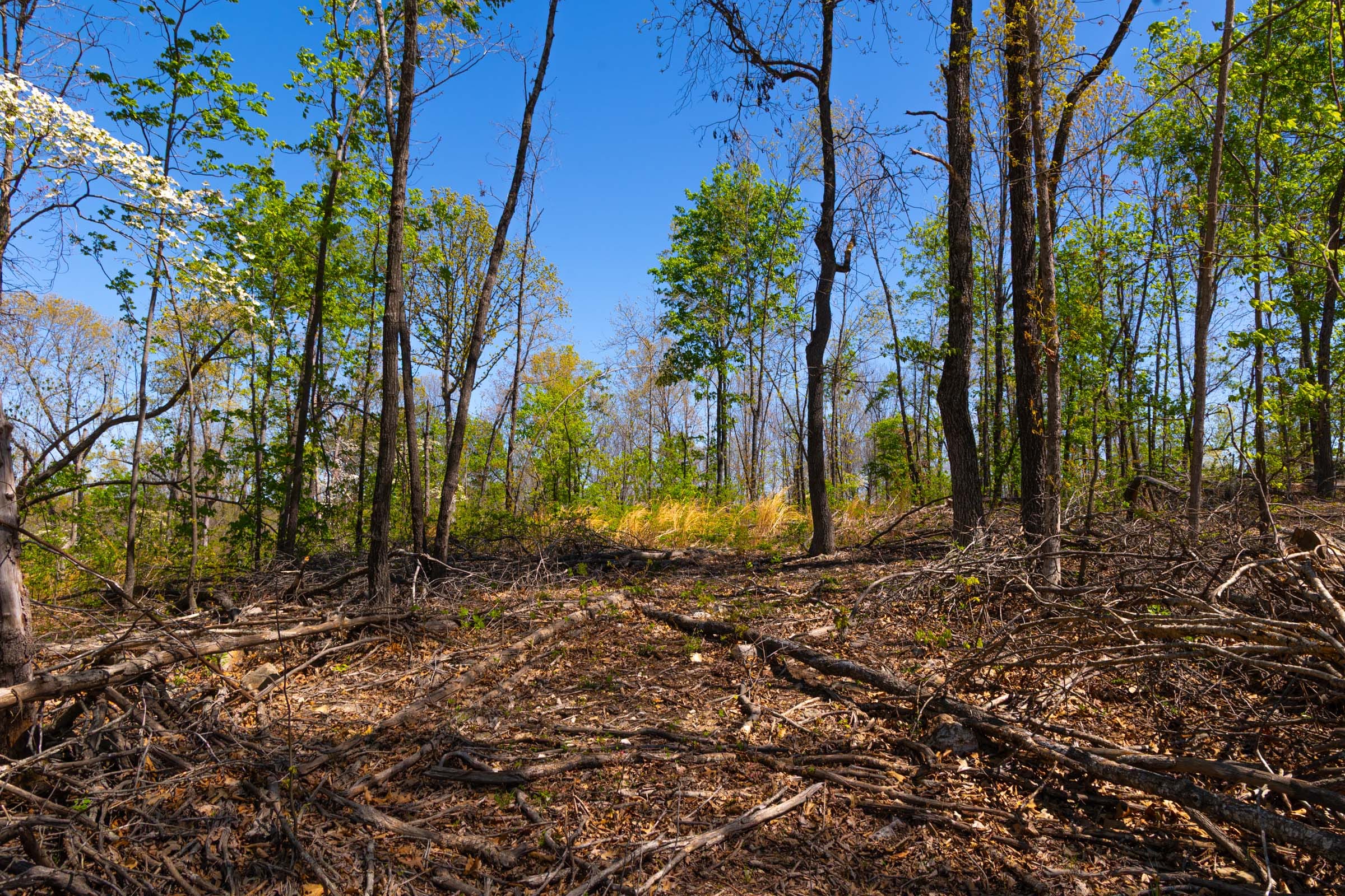 Lazybrook Tract 10 photo 10
