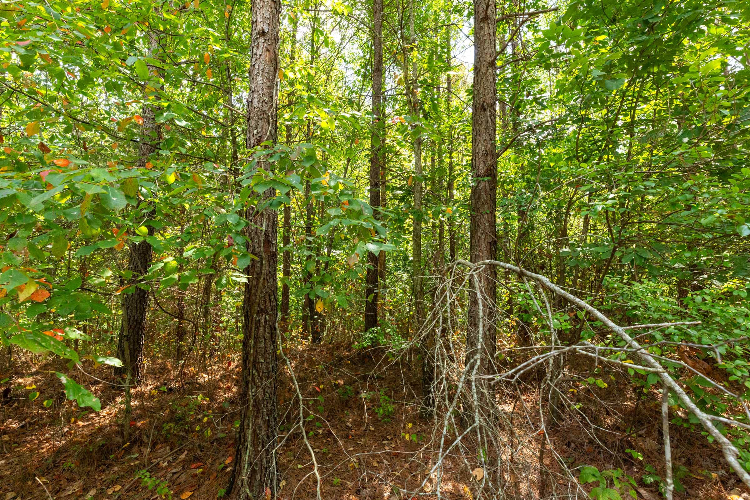 Harvest Ridge Tract 6 photo 4