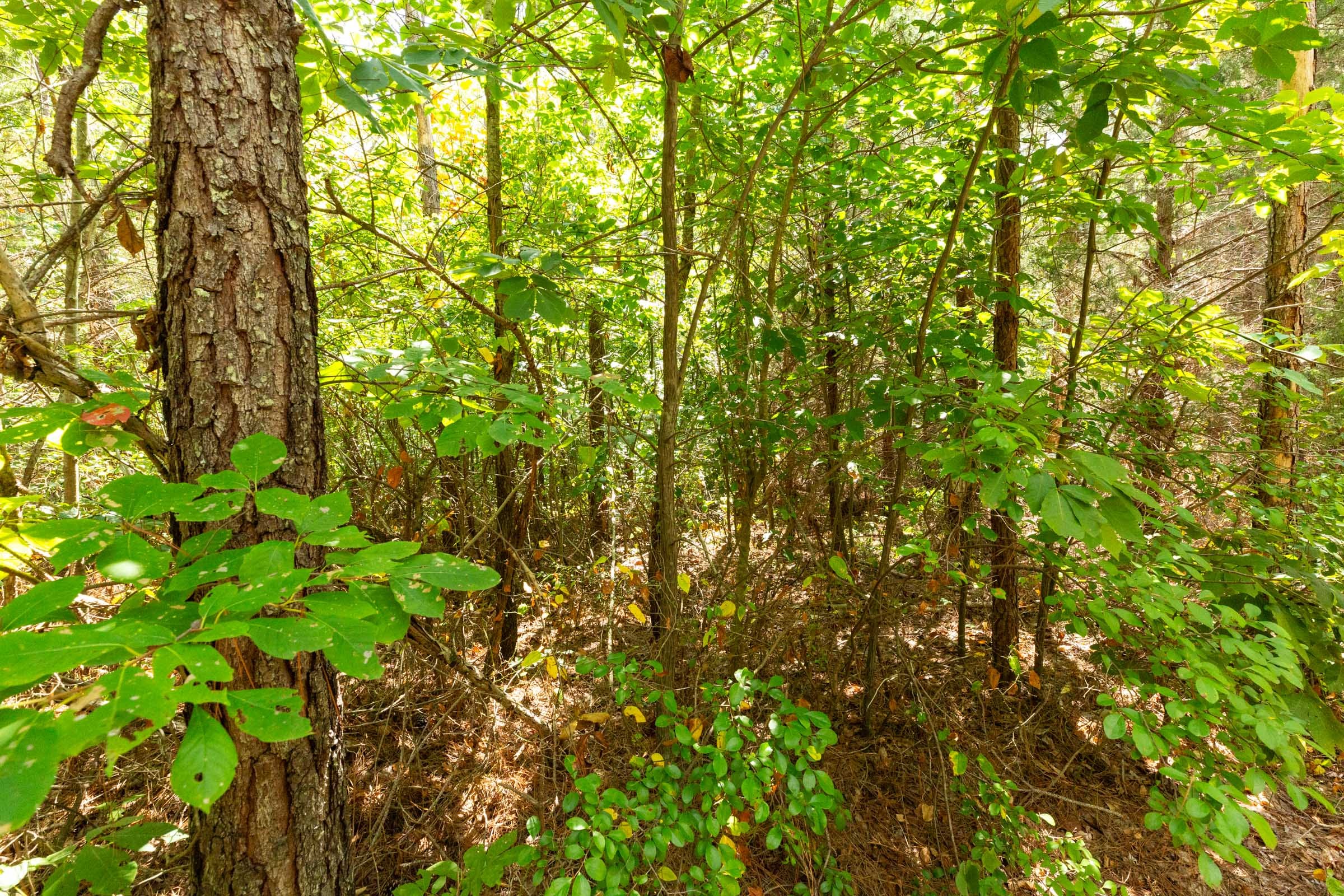 Harvest Ridge Tract 6 photo 3