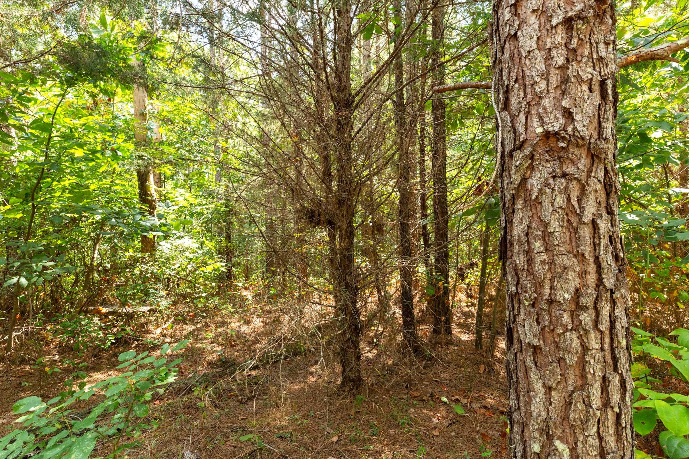 Harvest Ridge Tract 6 photo 5