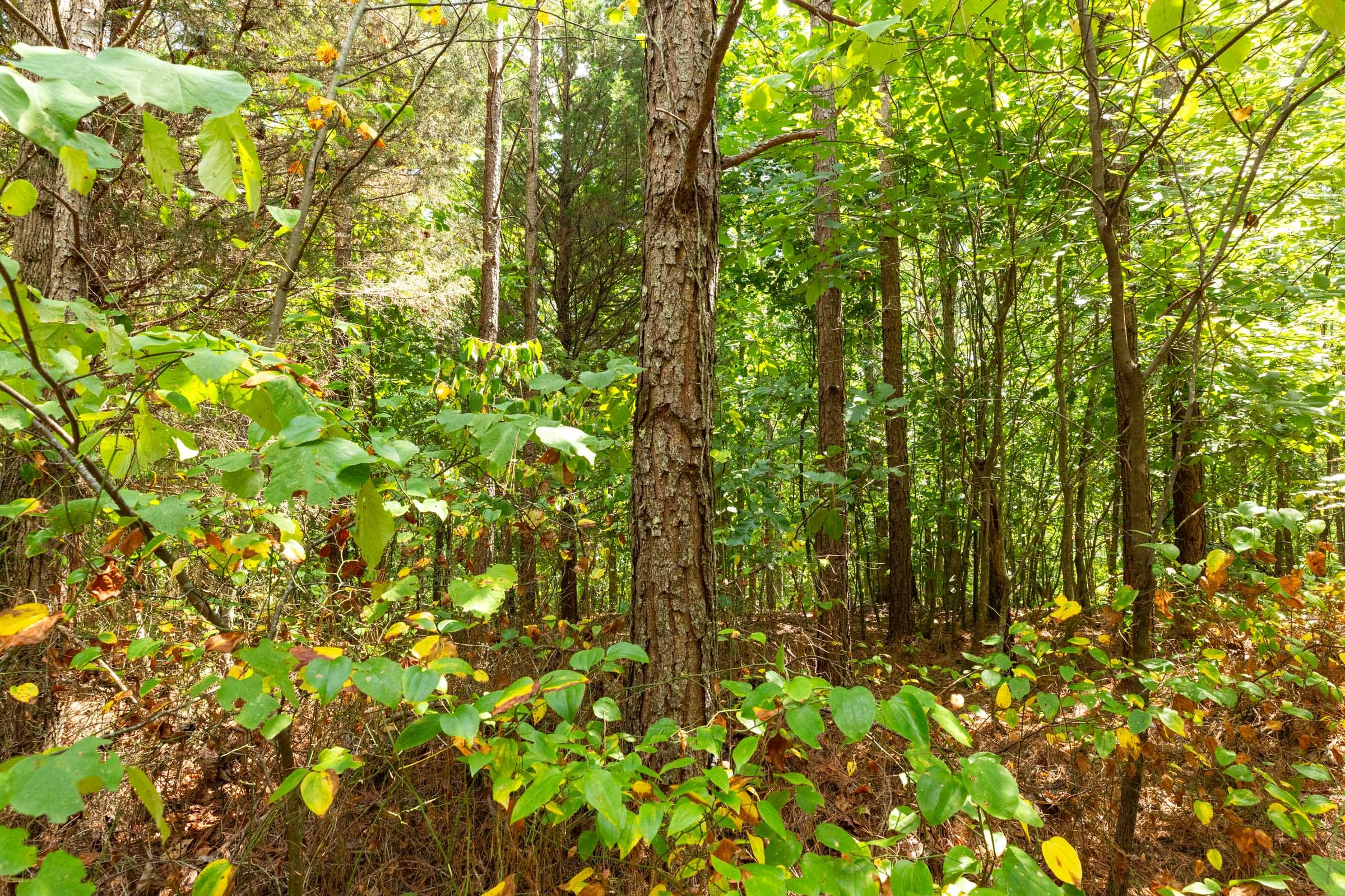 Harvest Ridge Tract 6 photo 7