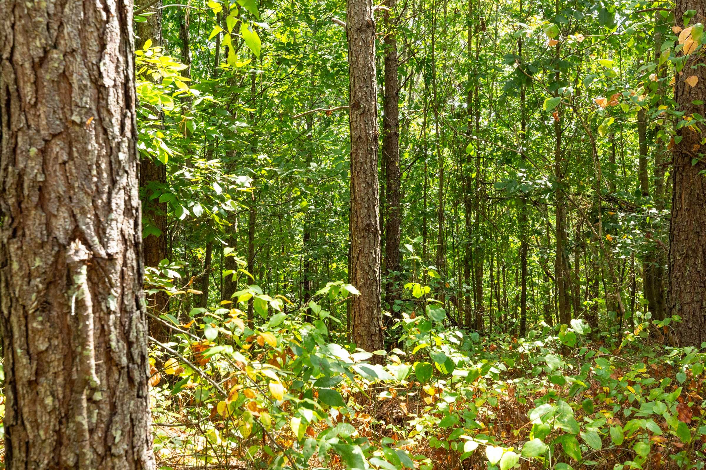 Harvest Ridge Tract 6 photo 8
