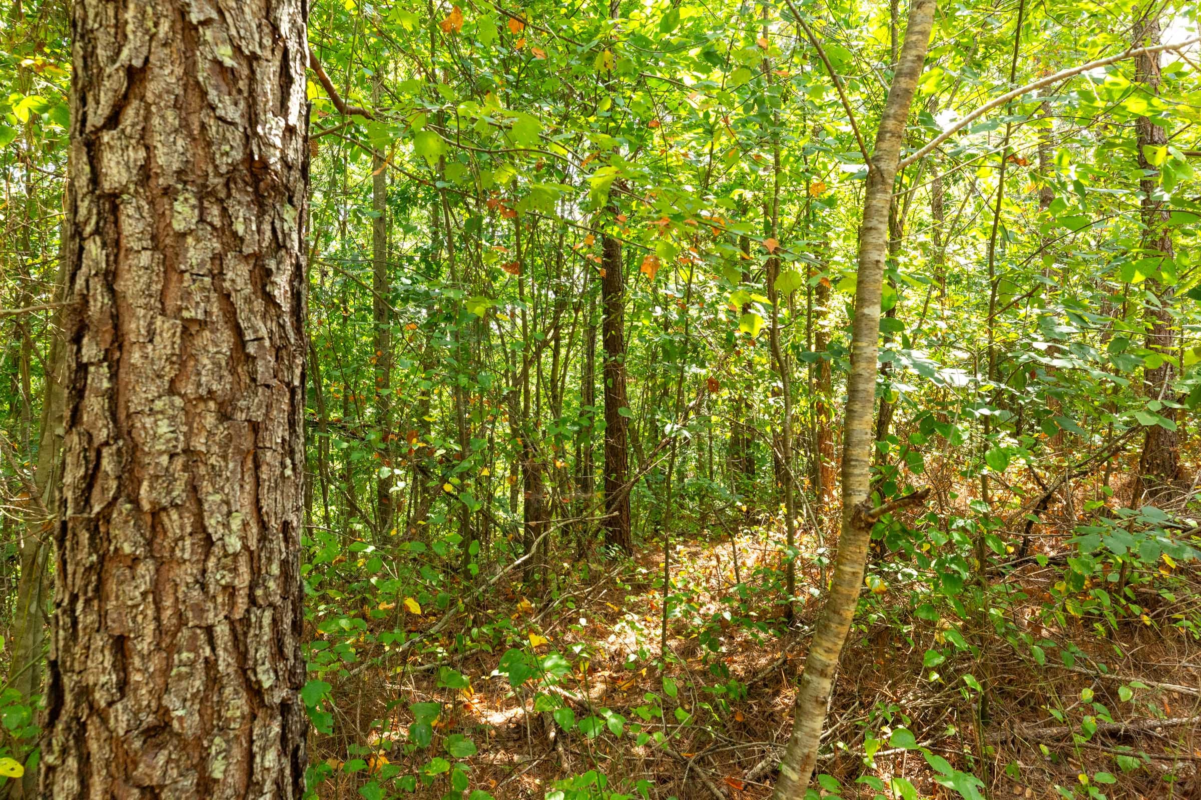 Harvest Ridge Tract 6 photo 10