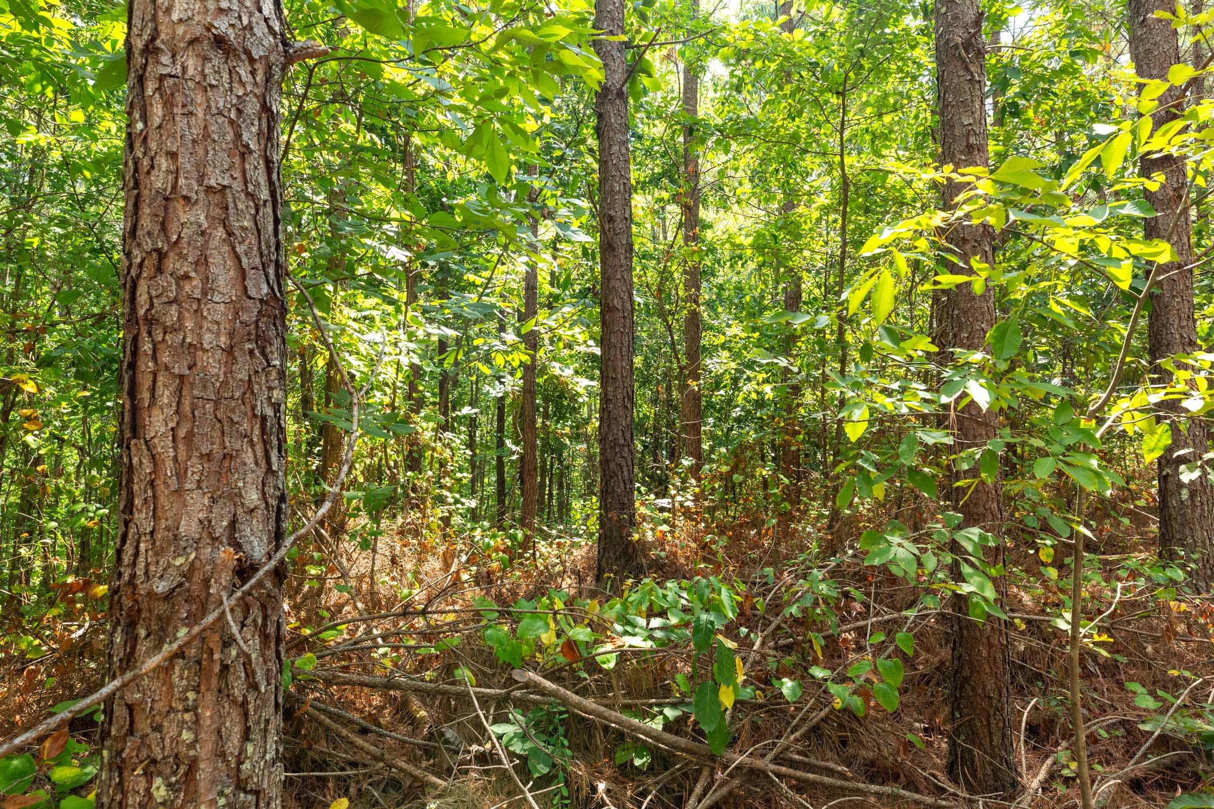 Harvest Ridge Tract 6 photo 9