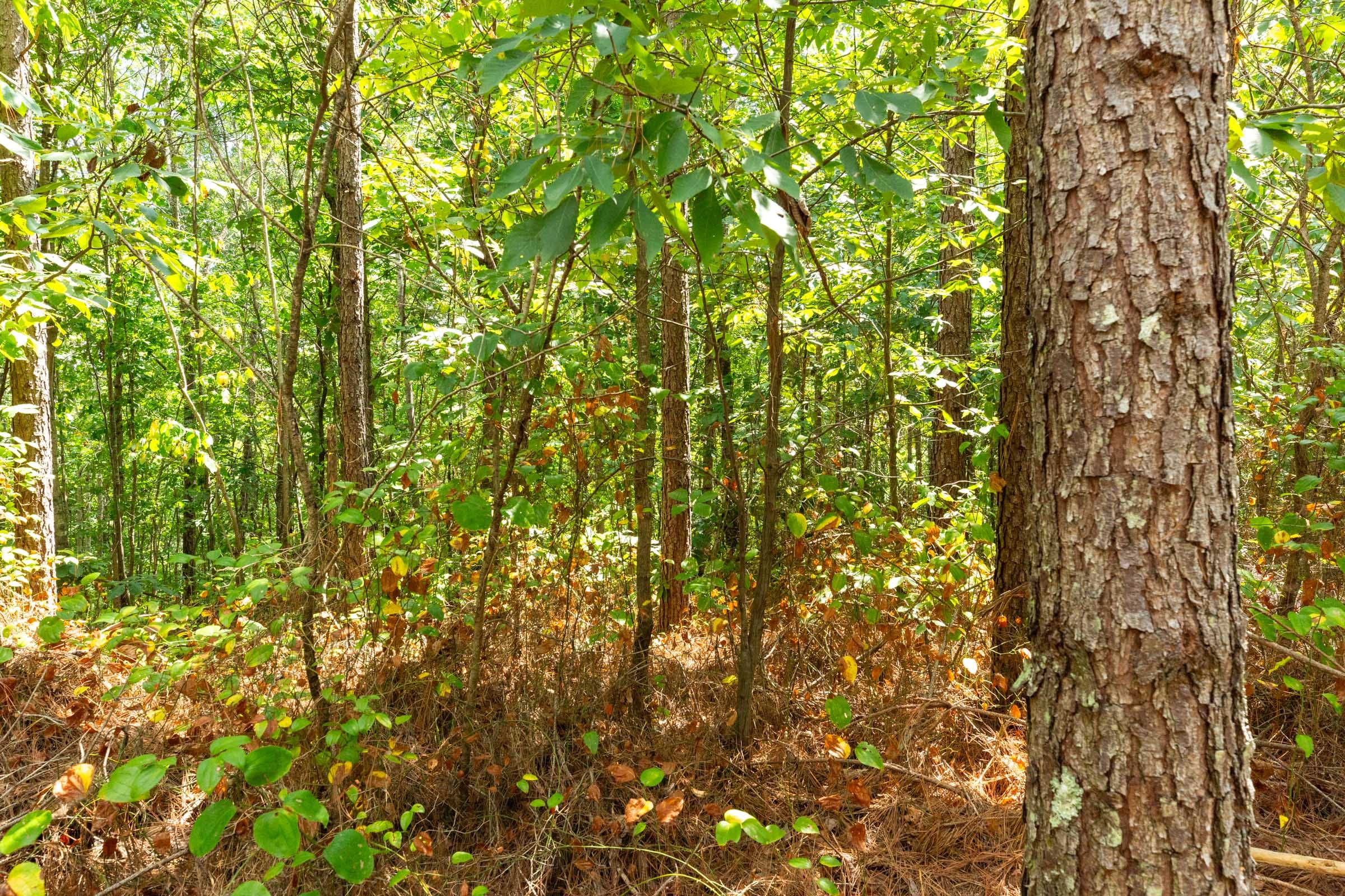 Harvest Ridge Tract 6 photo 11
