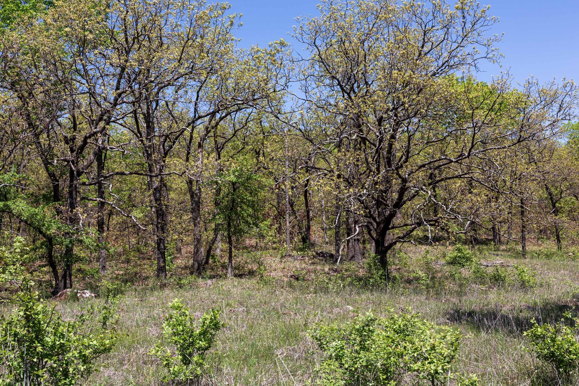 Allie’s Acres Tract 2 photo 3