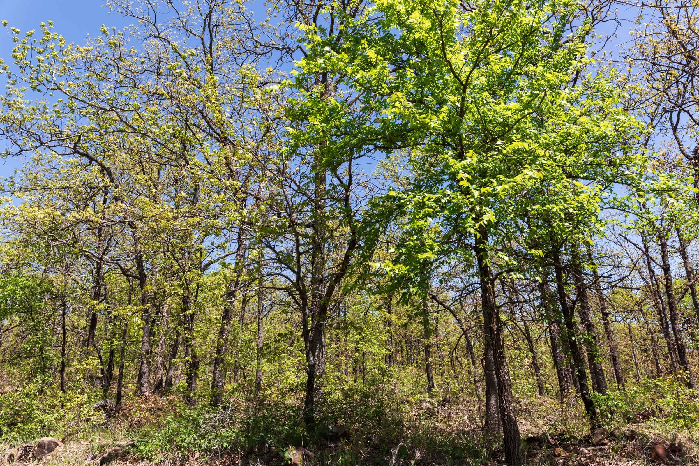 Allie’s Acres Tract 2 photo 5