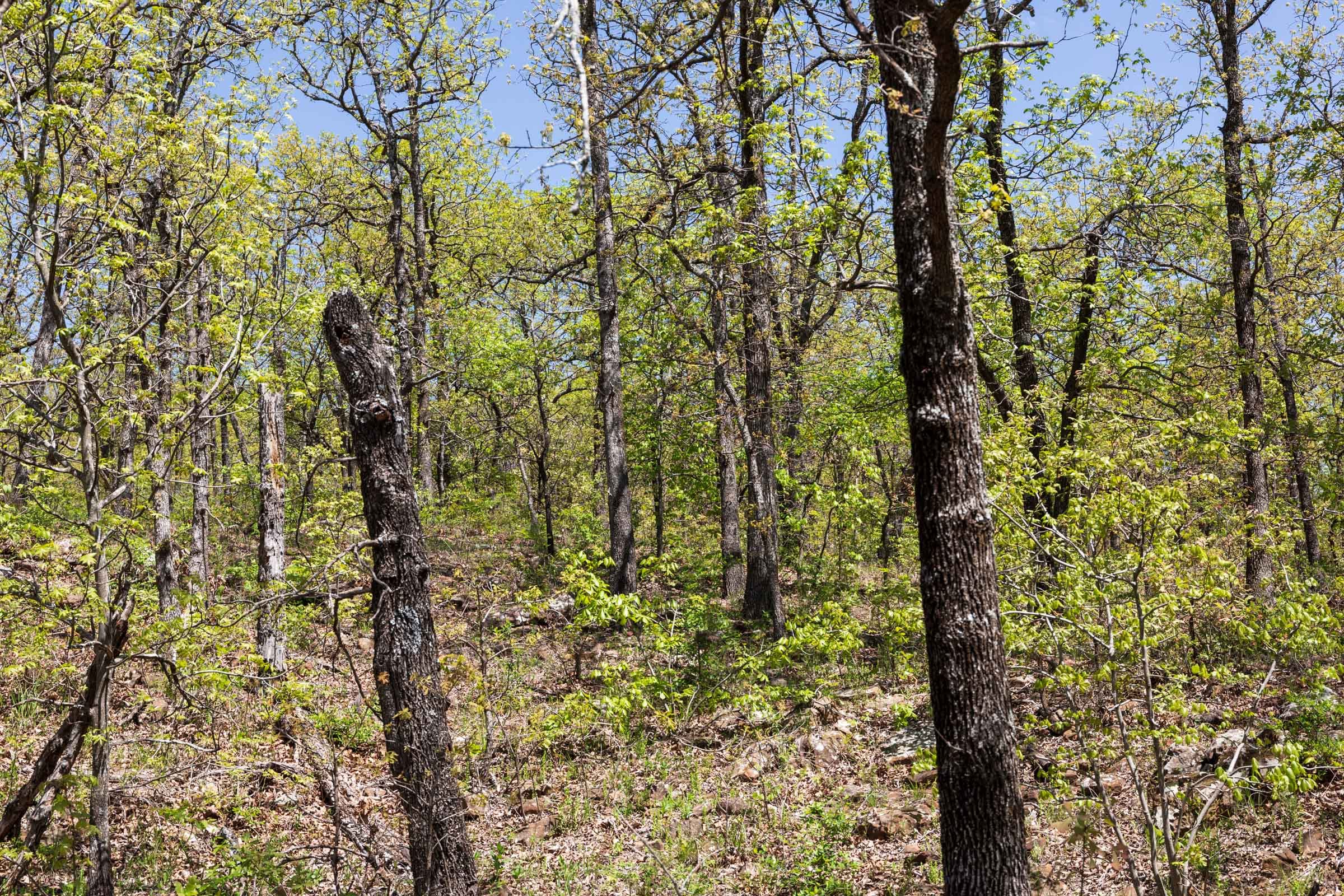 Allie’s Acres Tract 2 photo 6