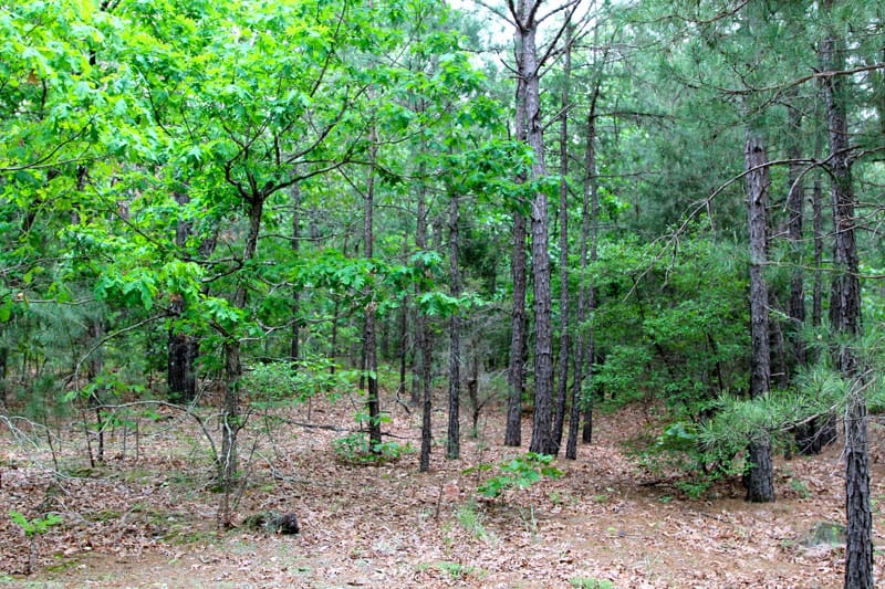 Trophy Ridge Phase II Tract 64 photo 2