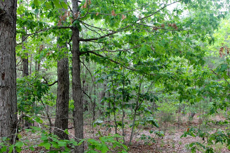 Trophy Ridge Phase II Tract 64 photo 3