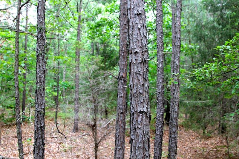 Trophy Ridge Phase II Tract 64 photo 4