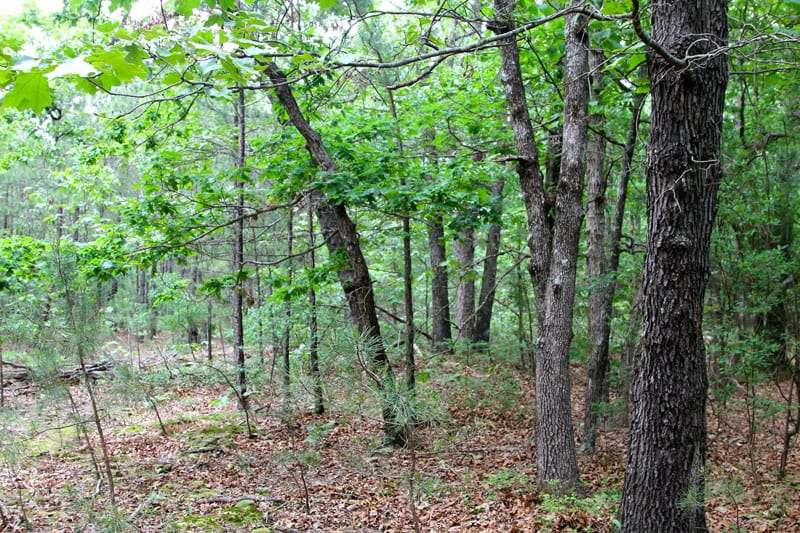 Trophy Ridge Phase II Tract 64 photo 6