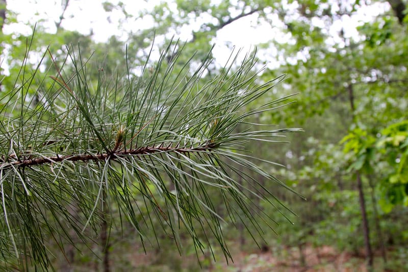Trophy Ridge Phase II Tract 64 photo 7