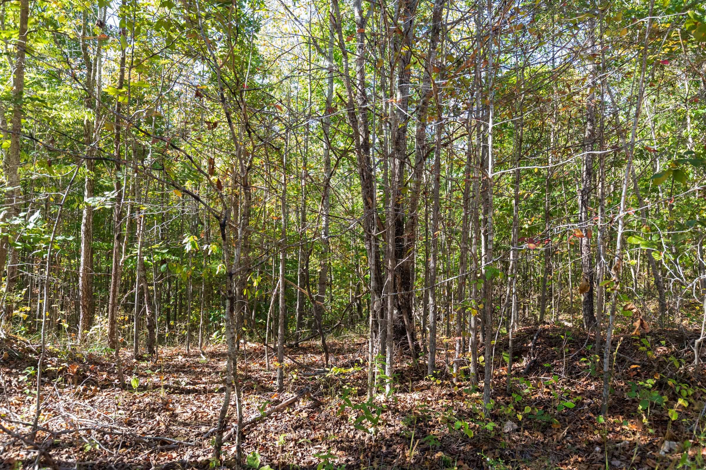 Bear Brook Tract 12 photo 6