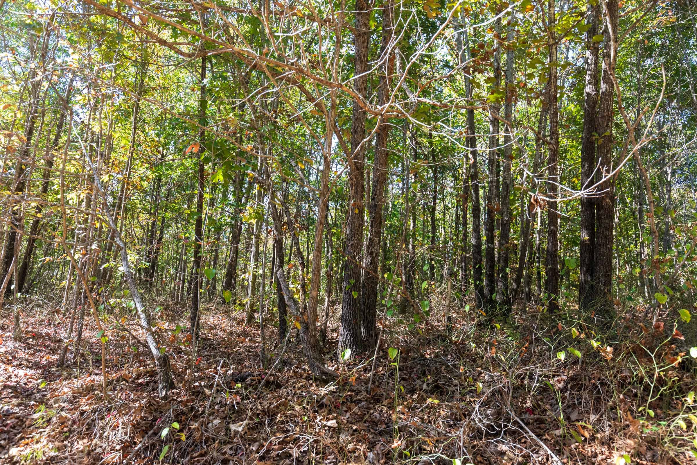 Bear Brook Tract 12 photo 3