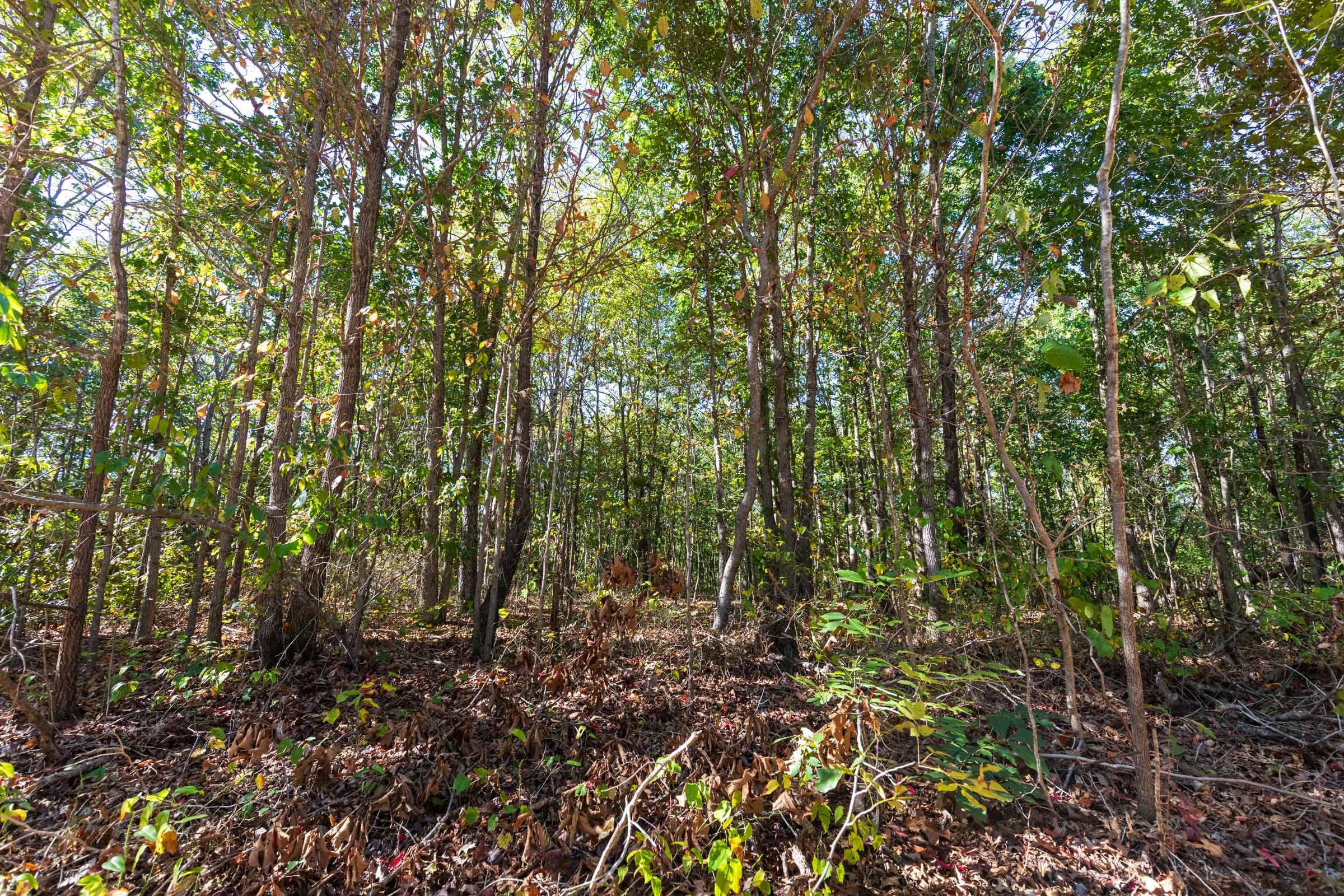 Bear Brook Tract 12 photo 8