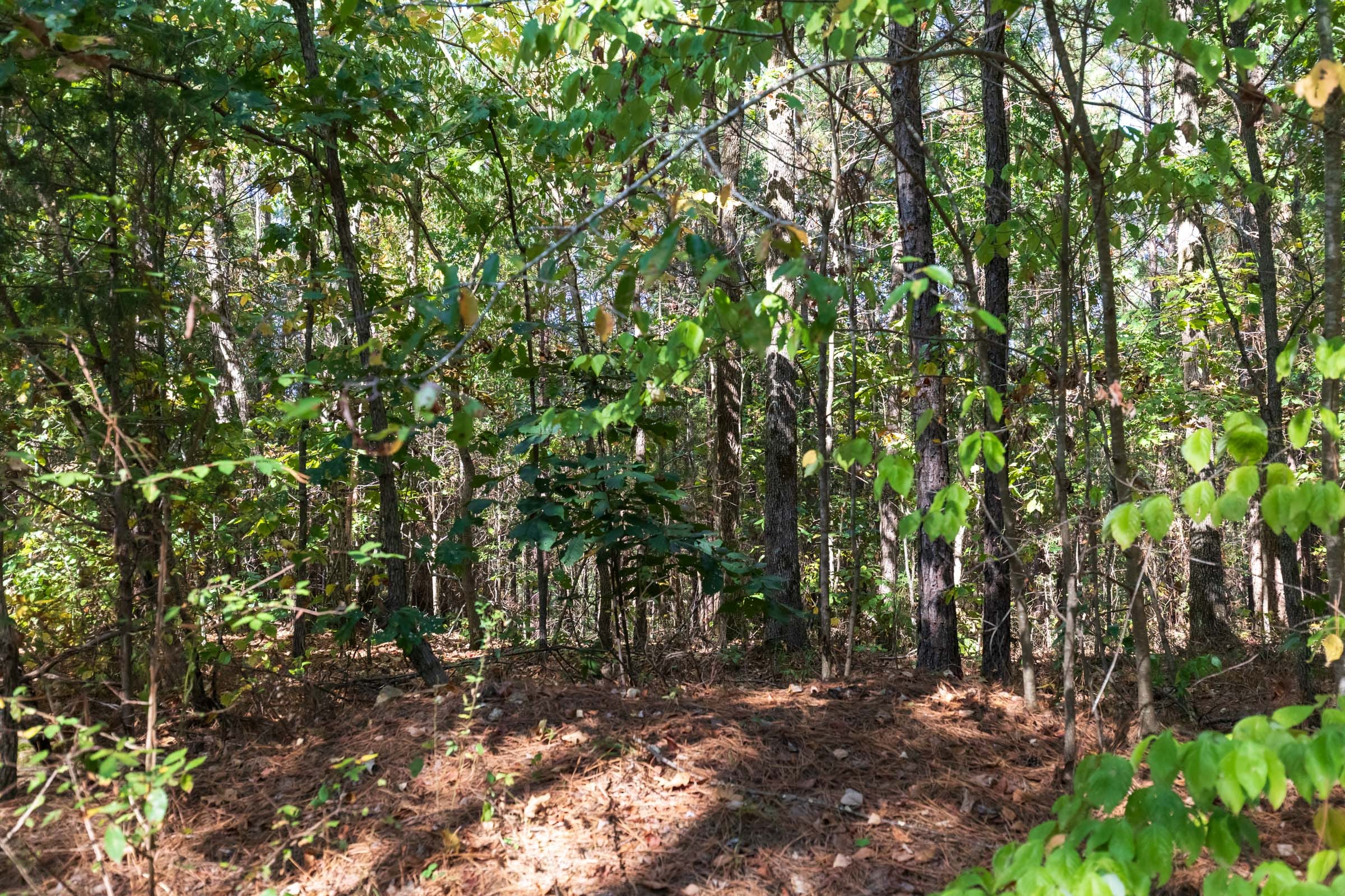 Bear Brook Tract 12 photo 10