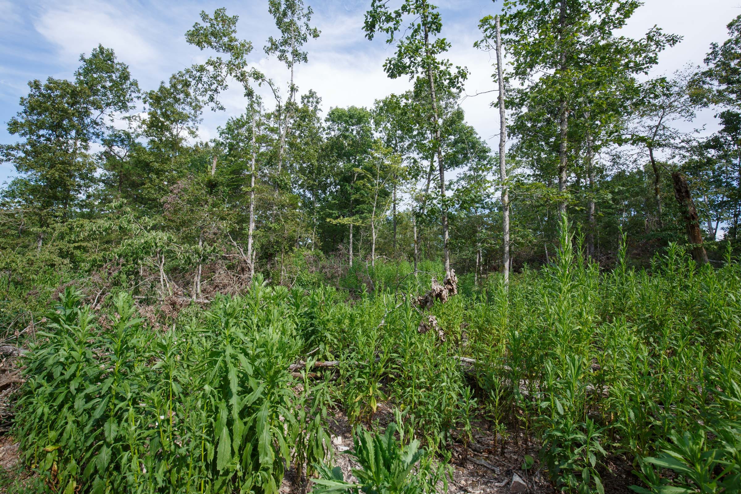 Wildwood Tract 20 photo 4