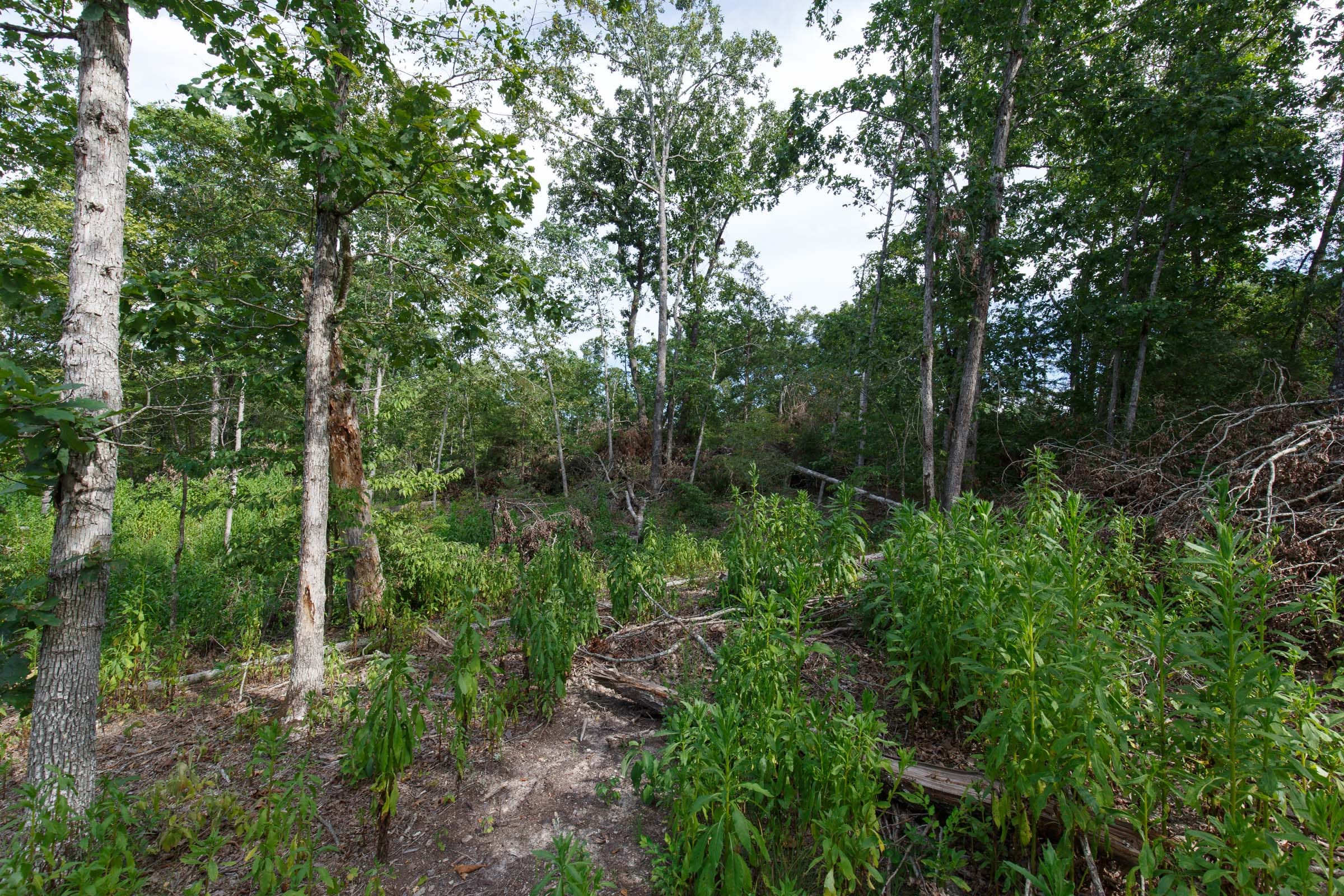 Wildwood Tract 20 photo 6