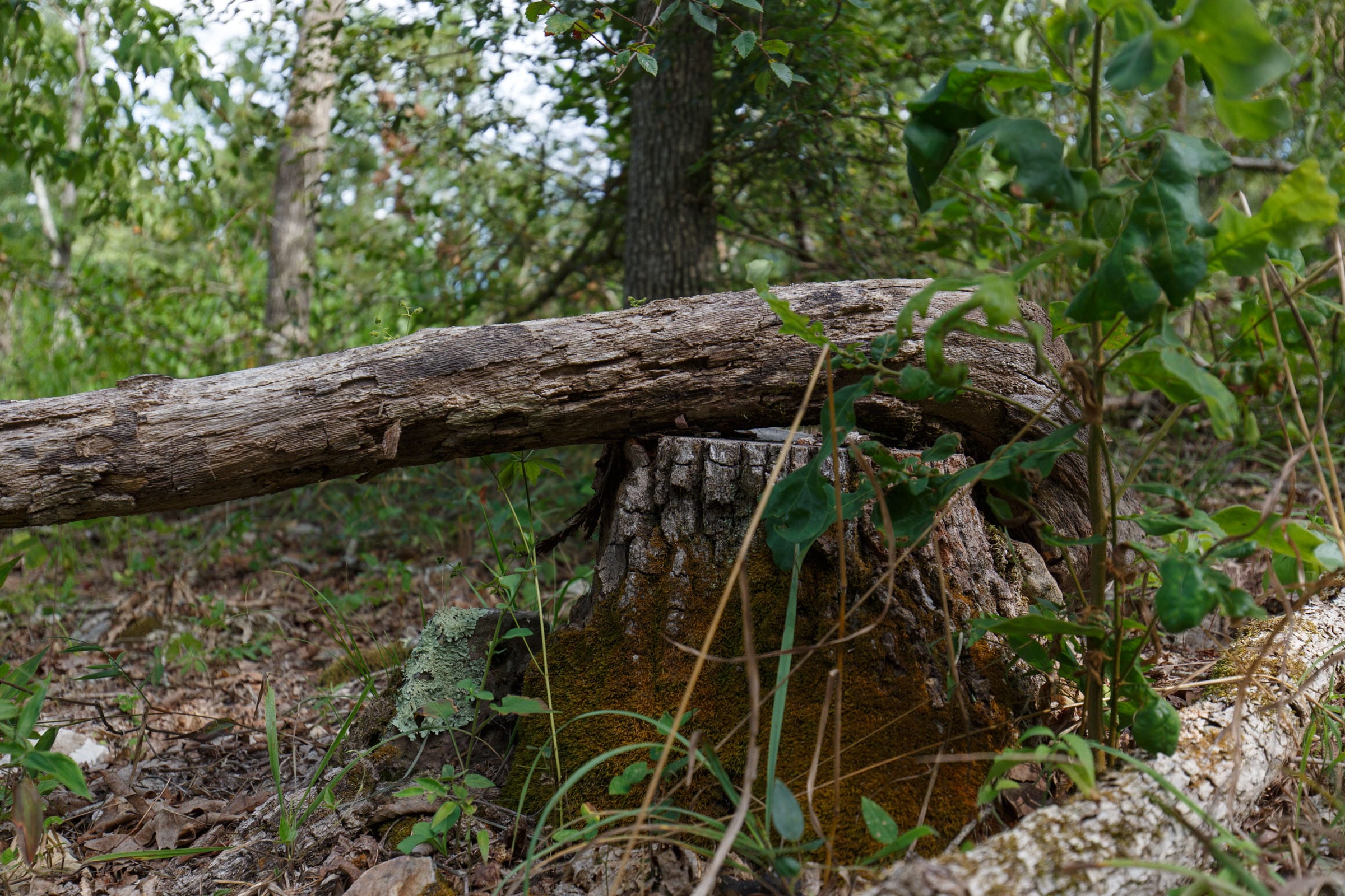 Wildwood Tract 20 photo 3