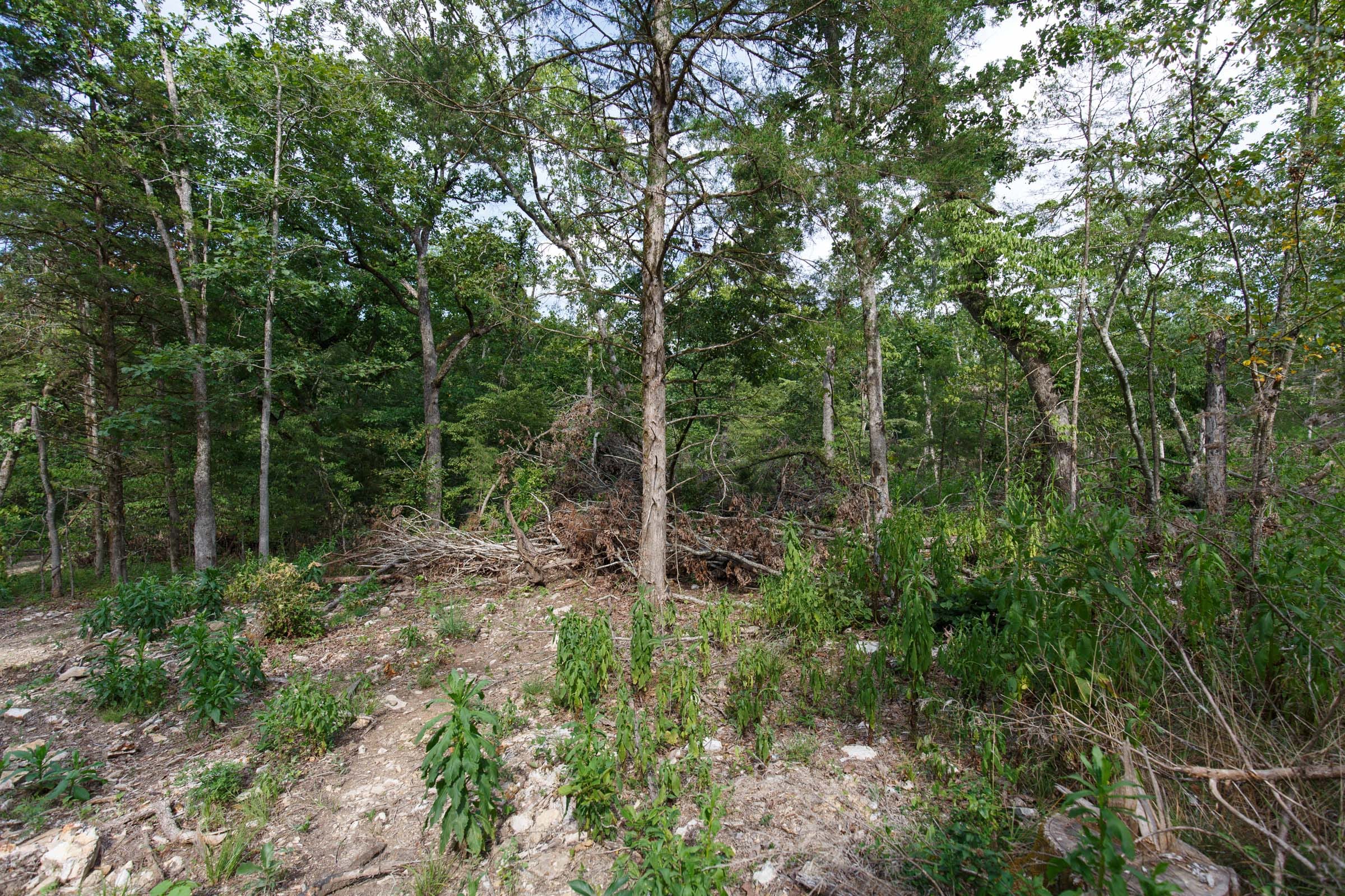 Wildwood Tract 20 photo 2